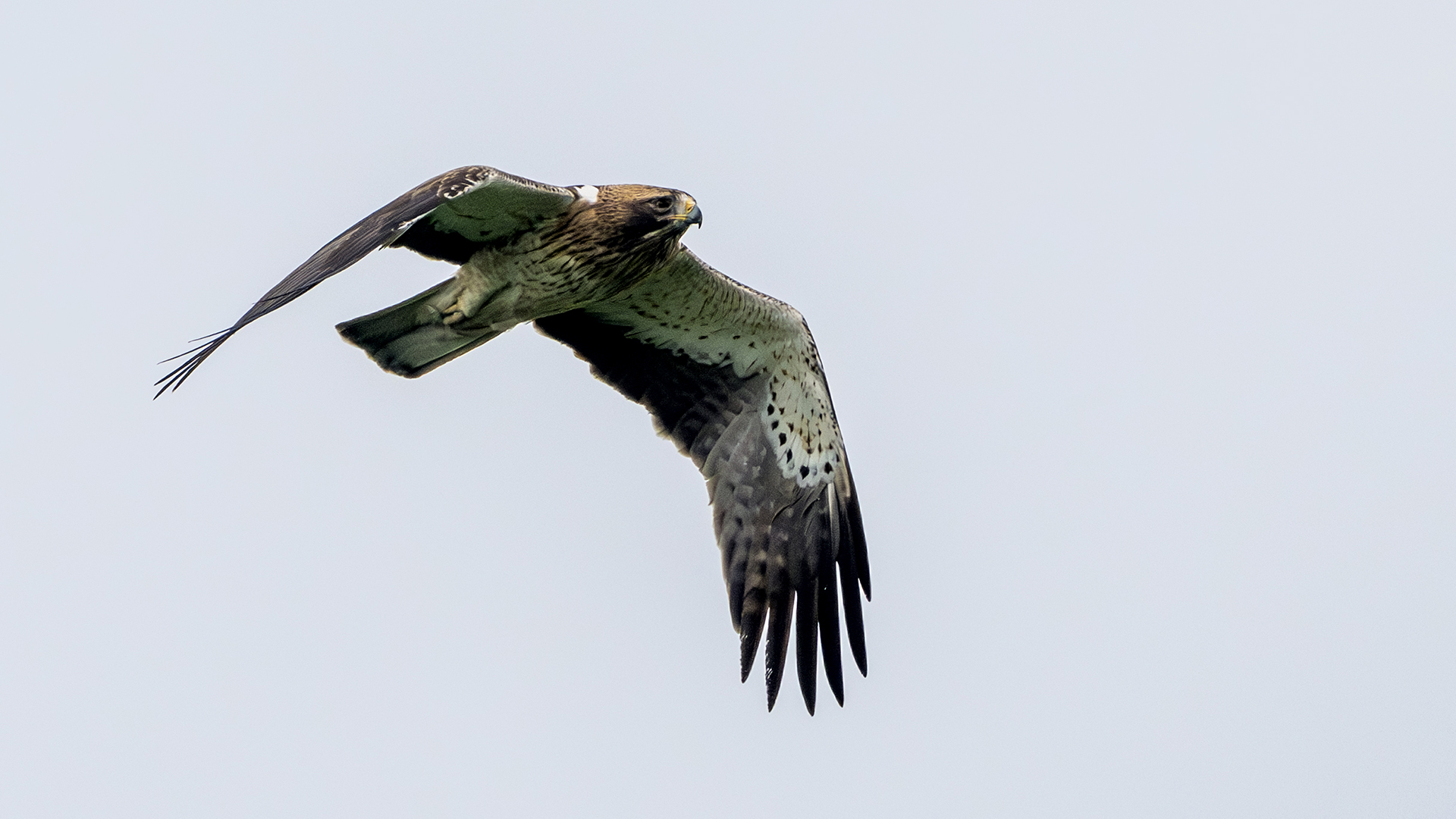 Booted Eagle